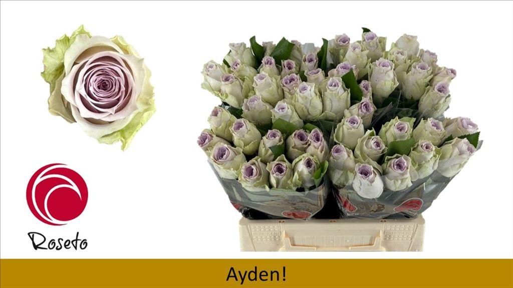 Rosa grootbloemig Ayden!