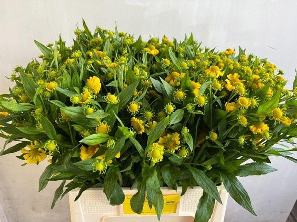 Helenium 'Kanaria'