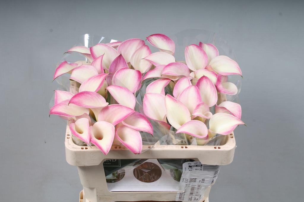 Zantedeschia 'Call Mario'