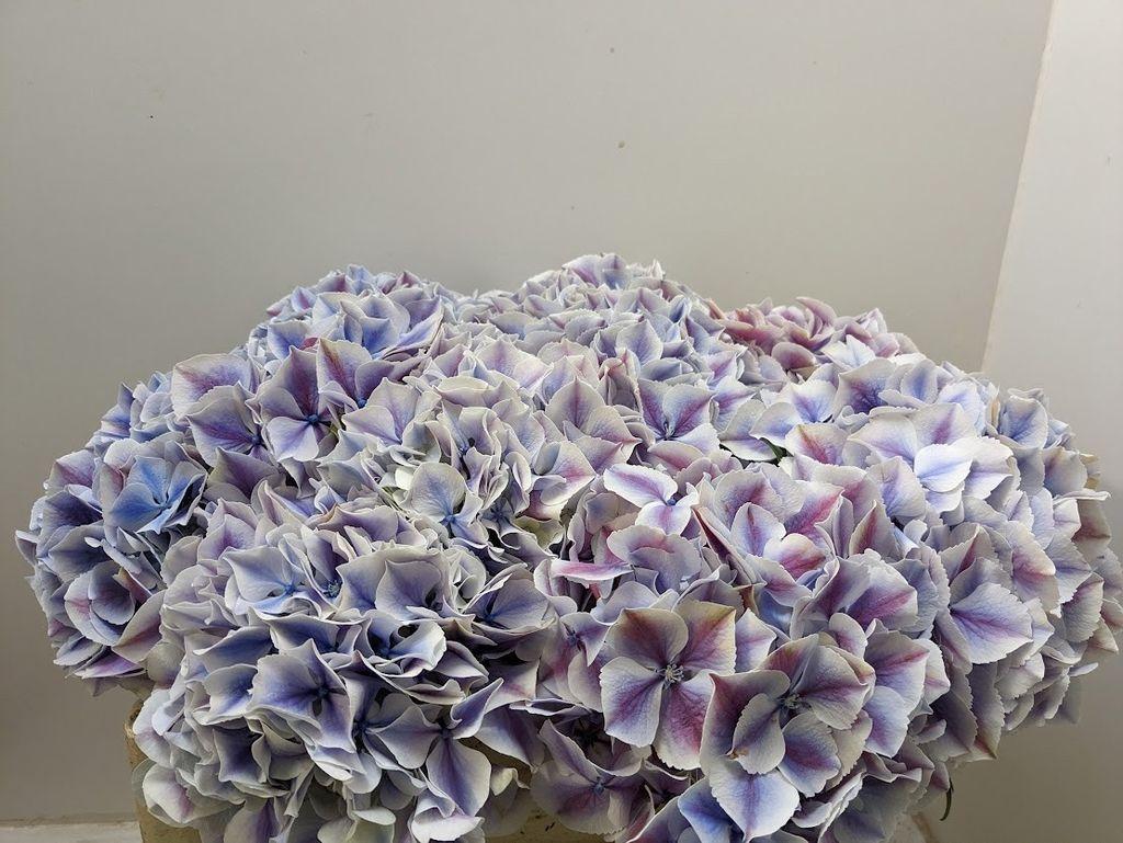 Hydrangea macrophylla 'Sunsation' (paars)