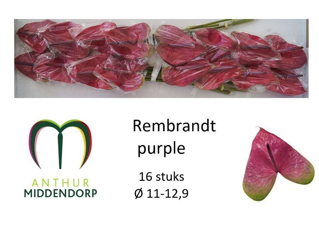 Anthurium (Andreanum Grp) Rembrandt Purple