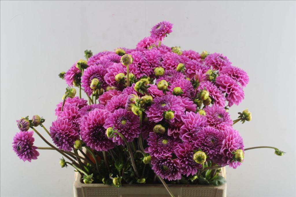Dahlia (Decorative Grp) 'Sandra'
