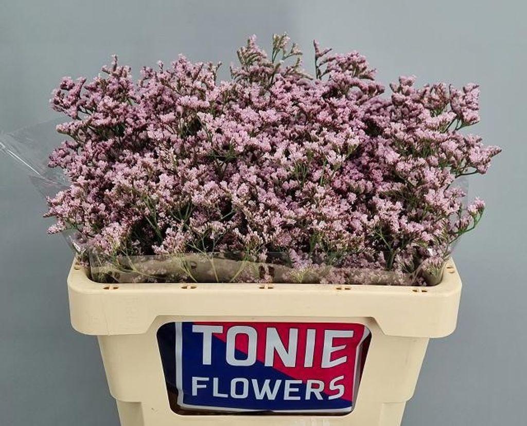 Limonium 'Tall Pink Emille'
