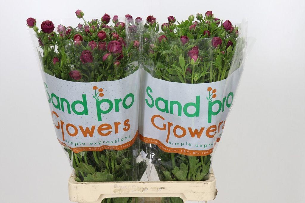 Ranunculus cortusifolius Magical Raspberry