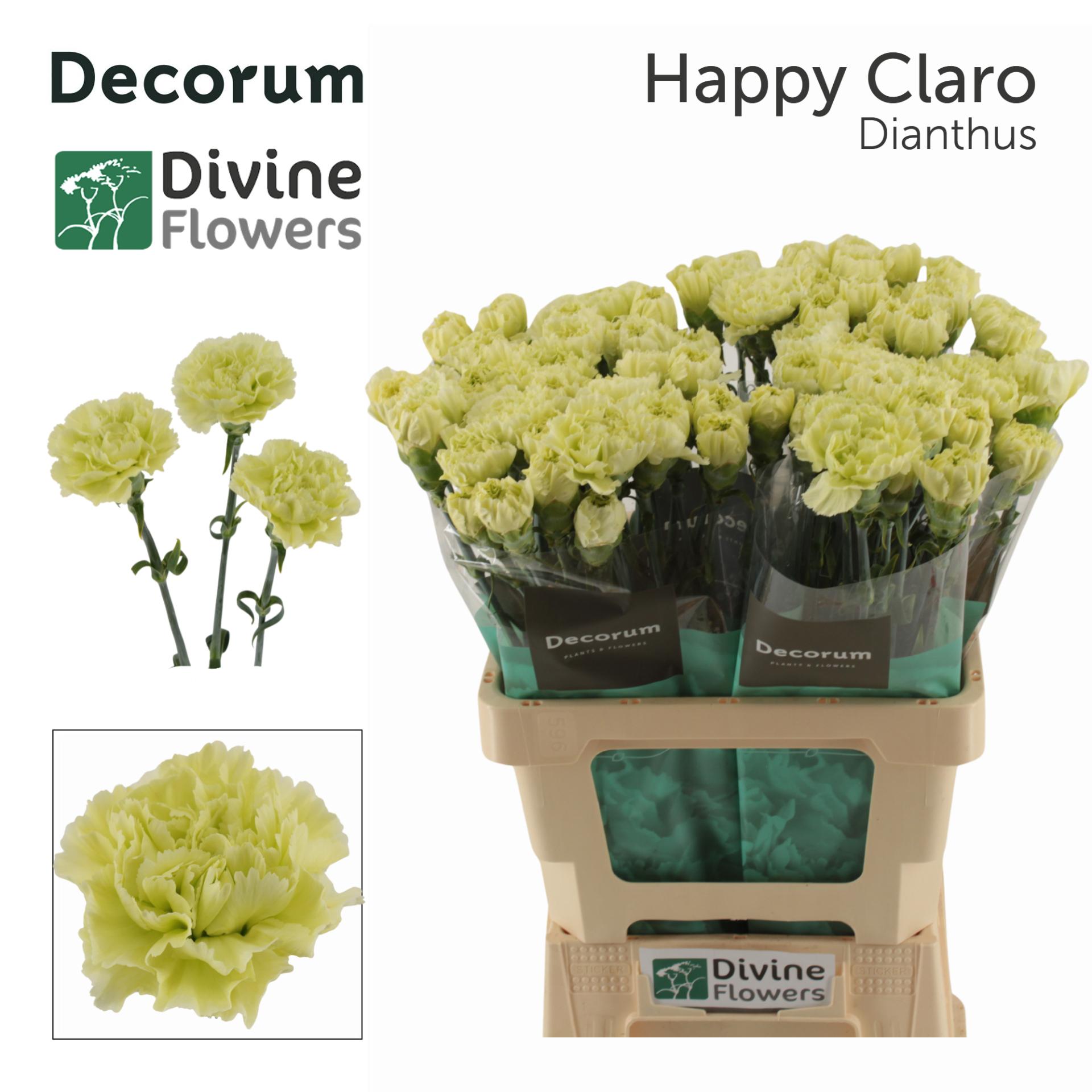 Dianthus standaard 'Happy Claro'