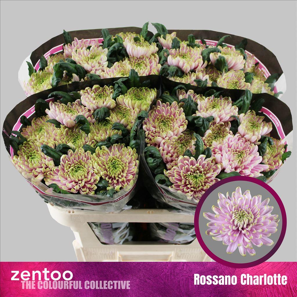 Chrysanthemum (Indicum Grp) Rossano Charlotte