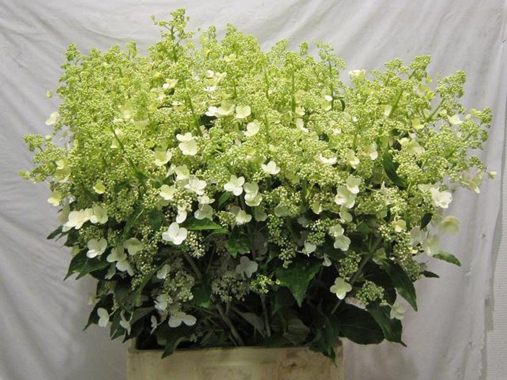 Hydrangea paniculata 'Kyushu'