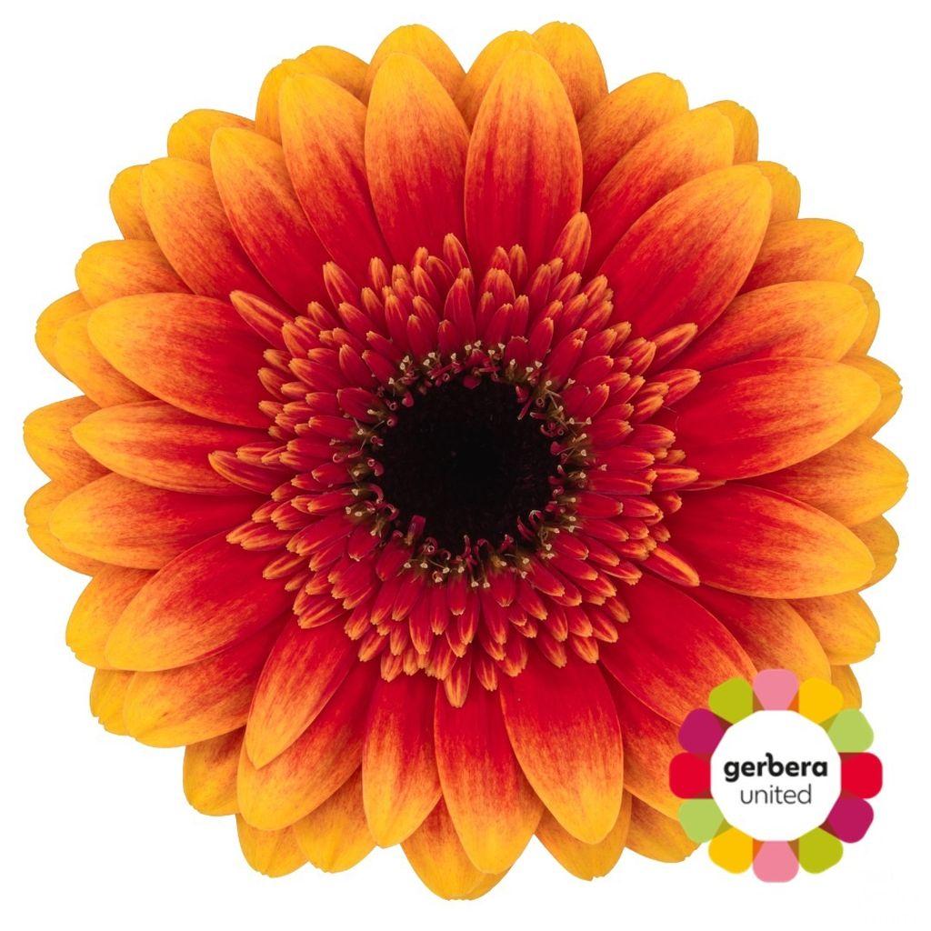 Gerbera mini Papagayo