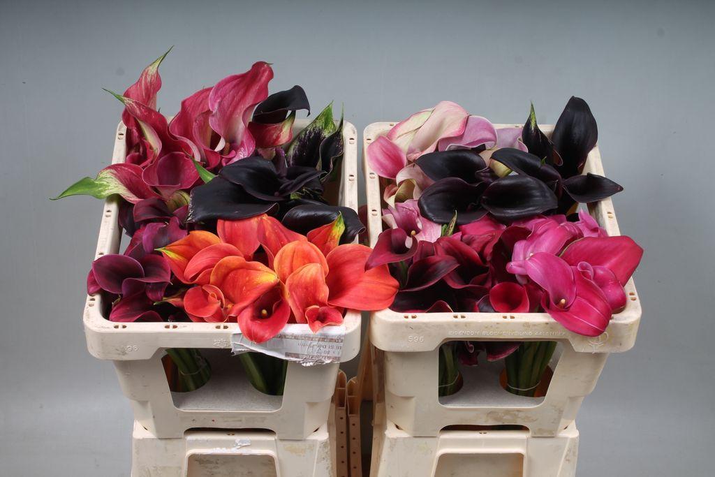 Zantedeschia gemengd in fust