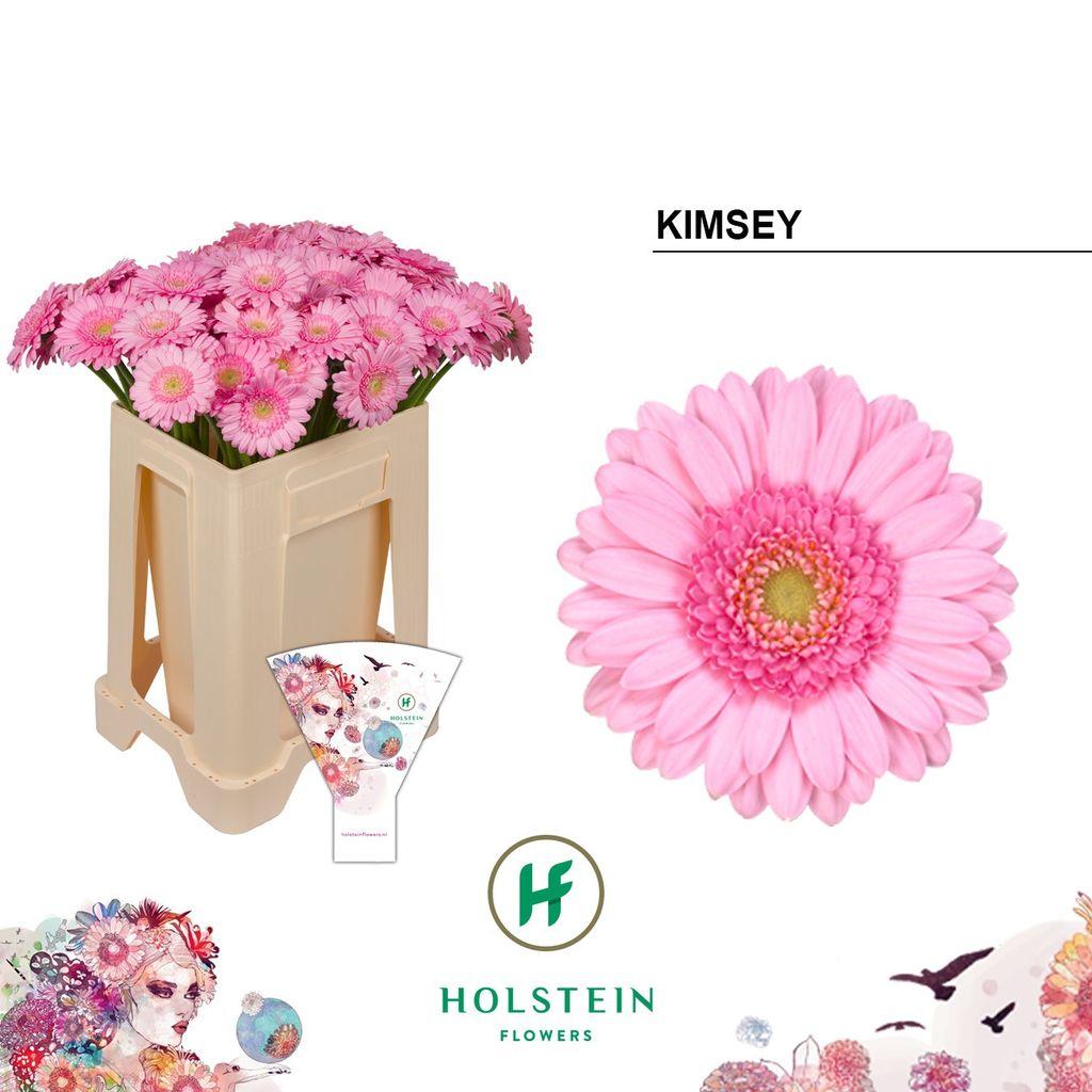 Gerbera mini 'Kimsey'