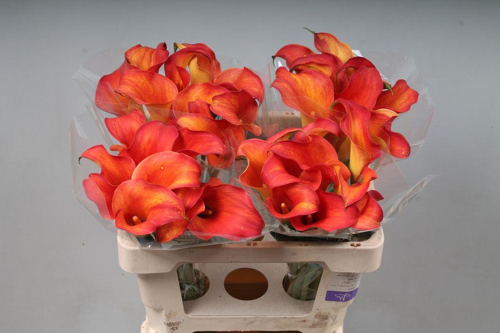 Zantedeschia 'Captain Trinity'