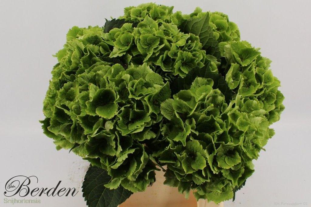Hydrangea macrophylla Magical Emerald (classic)