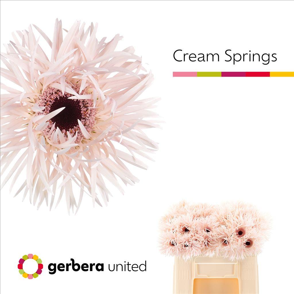 Gerbera grootbloemig spinvormig Cream Springs