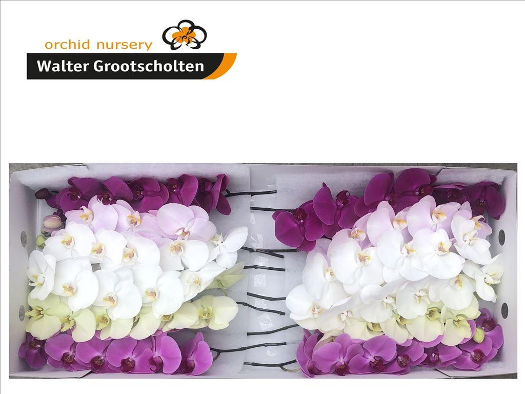 Phalaenopsis per tak gemengd