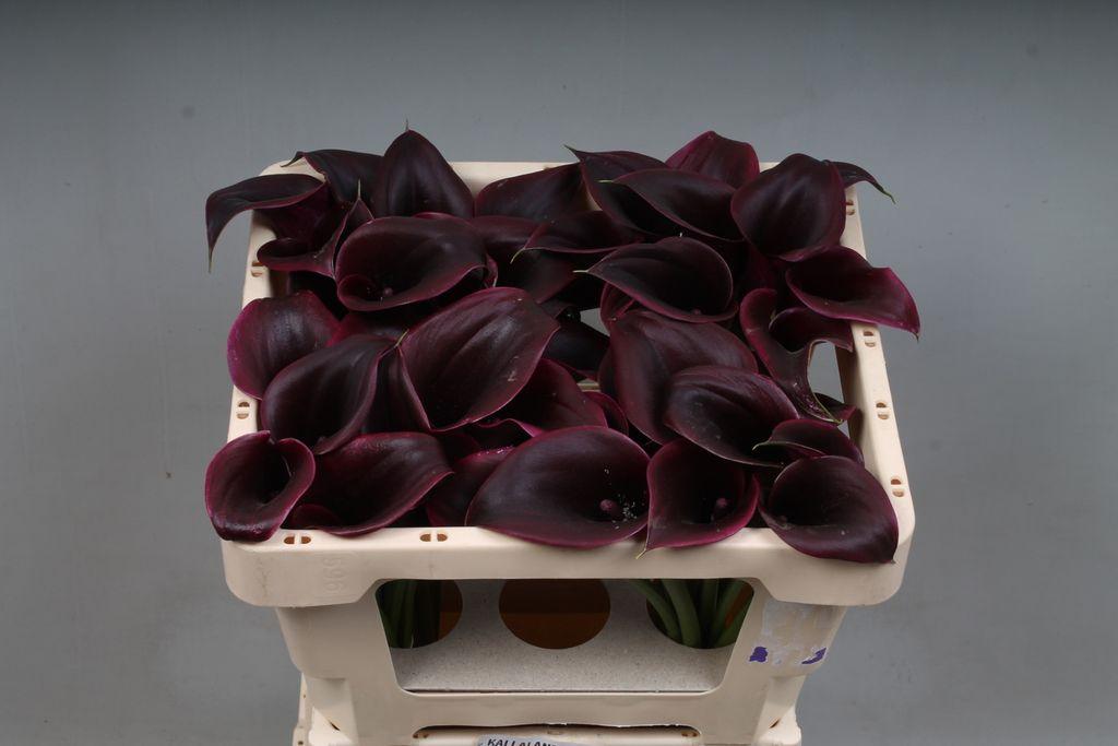Zantedeschia 'Cantor'