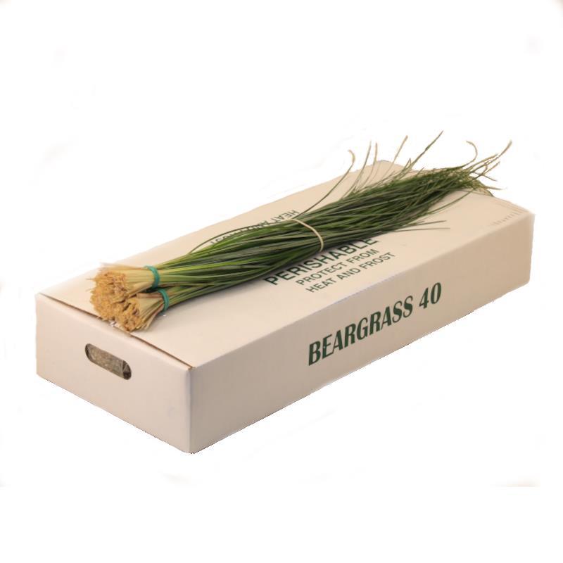 Xerophyllum tenax Beargrass per bos
