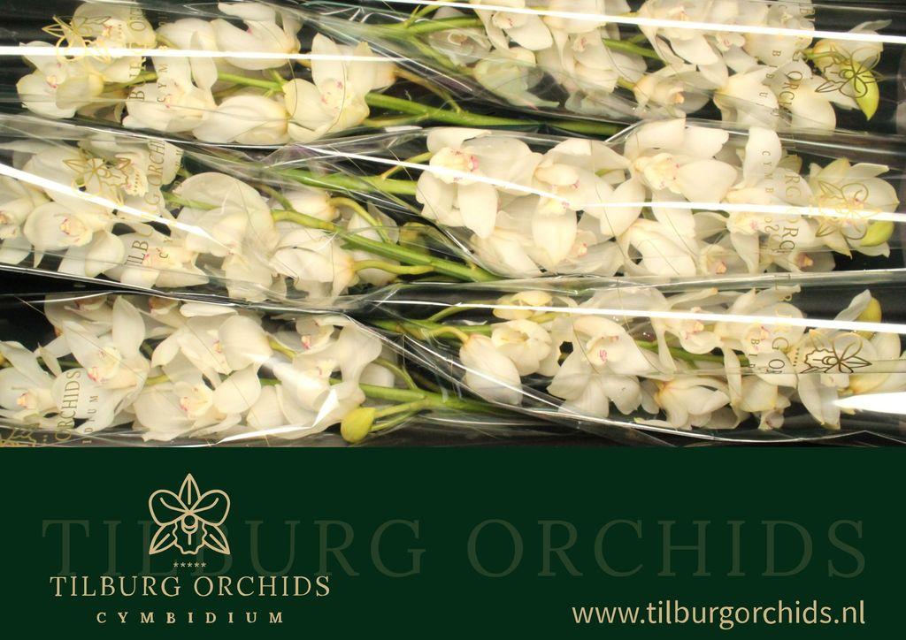 Cymbidium grootbloemig Winterbird 'Early White'