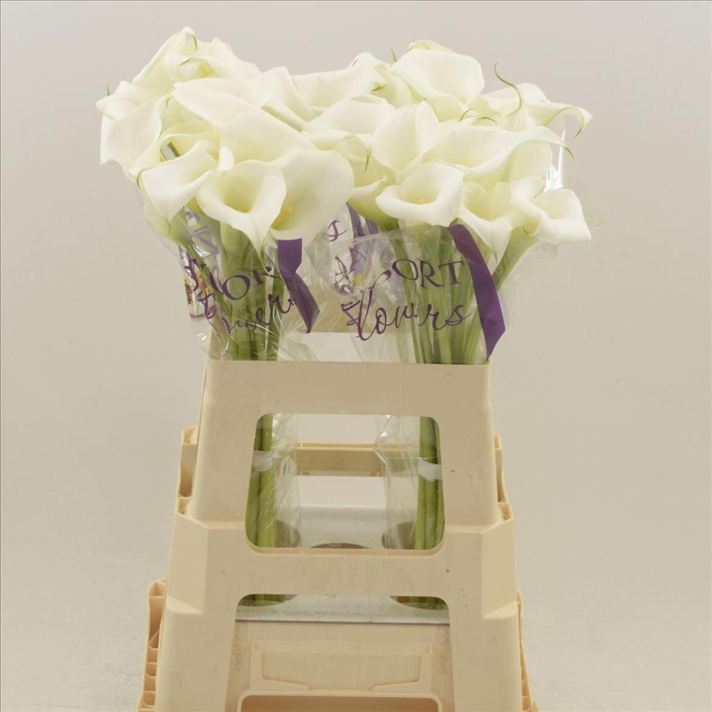 Zantedeschia White Mambo