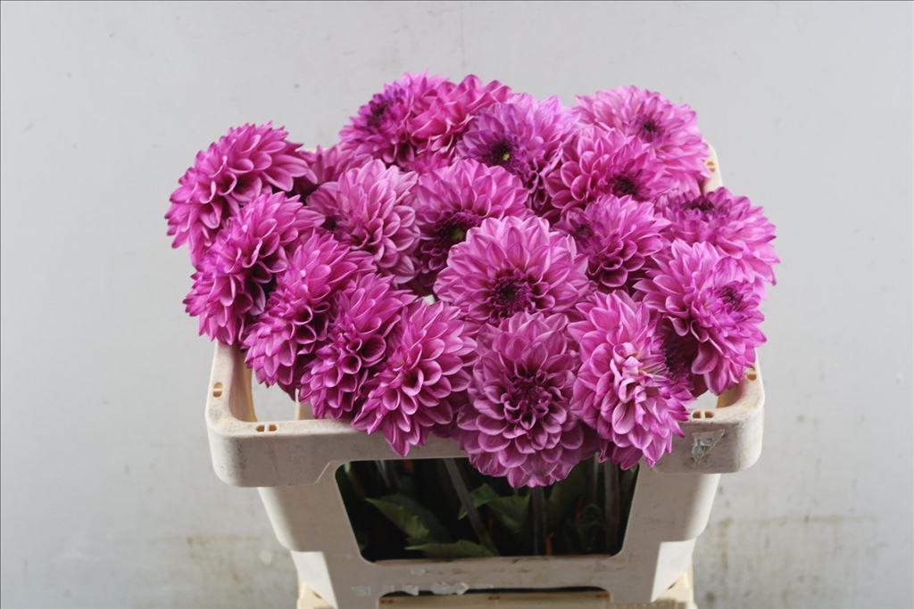 Dahlia (Decorative Grp) 'Chicago'