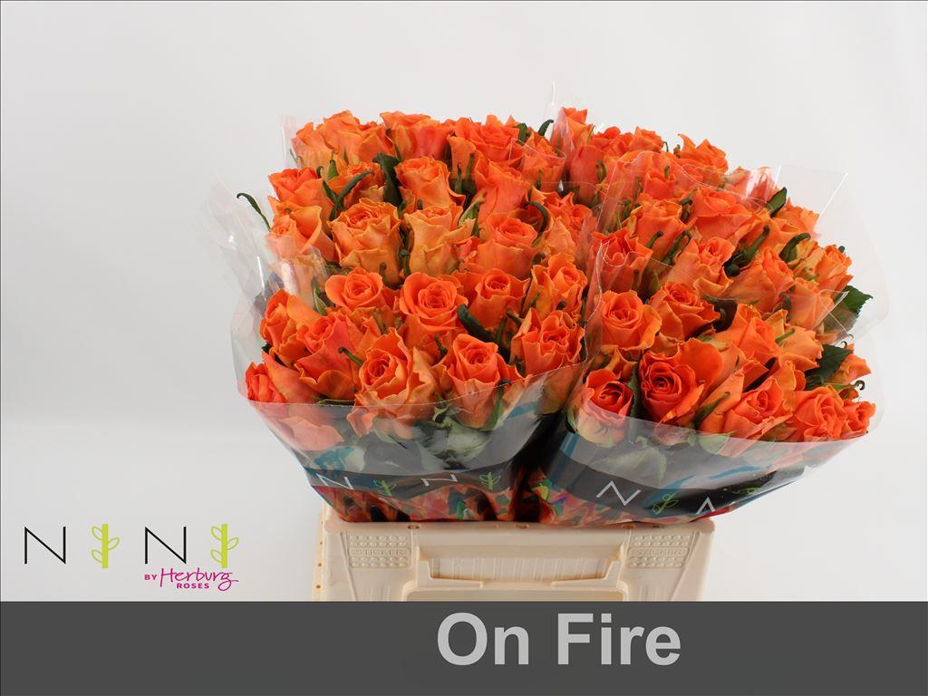 Rosa large flowered On Fire