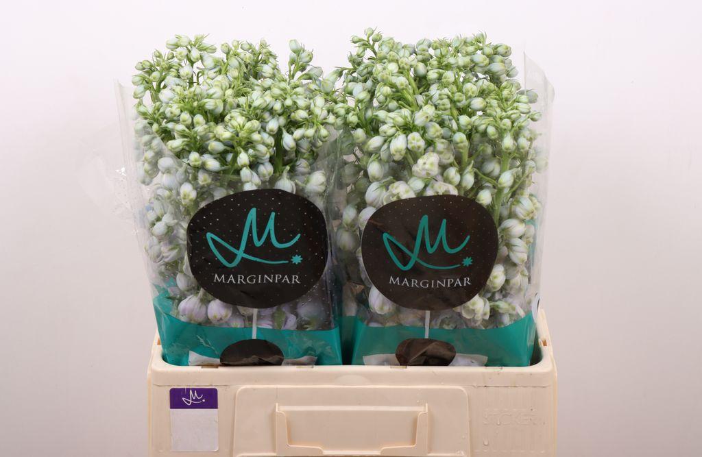 Snijbloemen overig