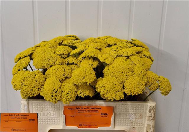 Achillea filipendulina 'Parker's Variety'