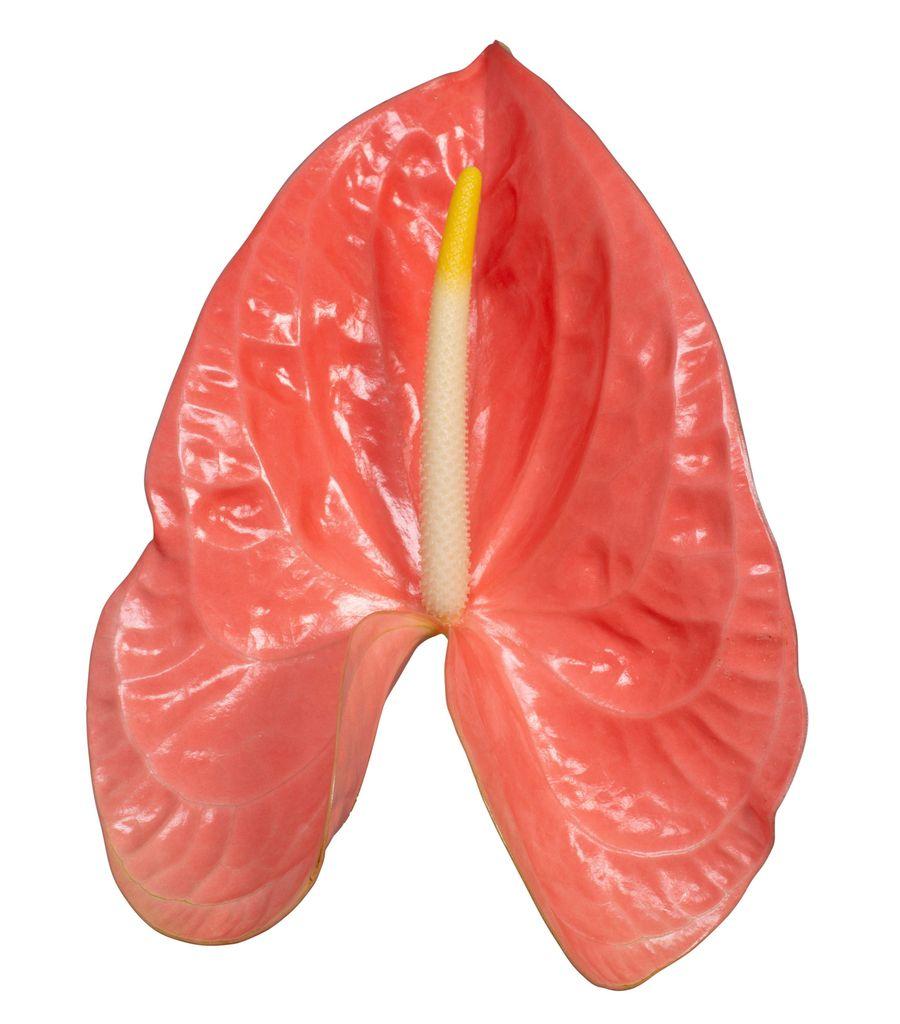 Anthurium (Andreanum Grp) overig