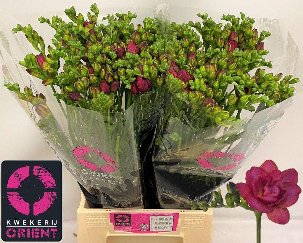 Freesia dubbelbloemig 'Expression'