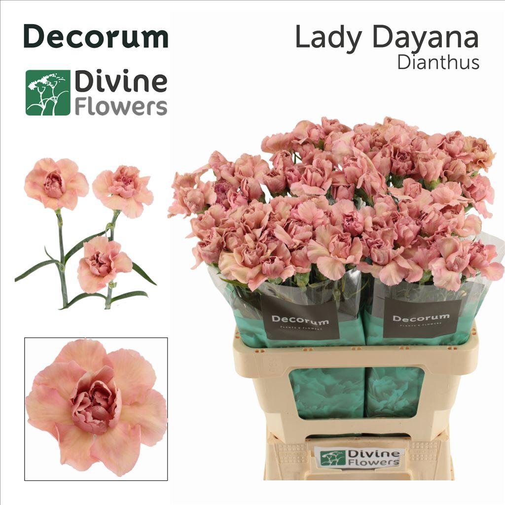 Dianthus standaard Lady Dayana