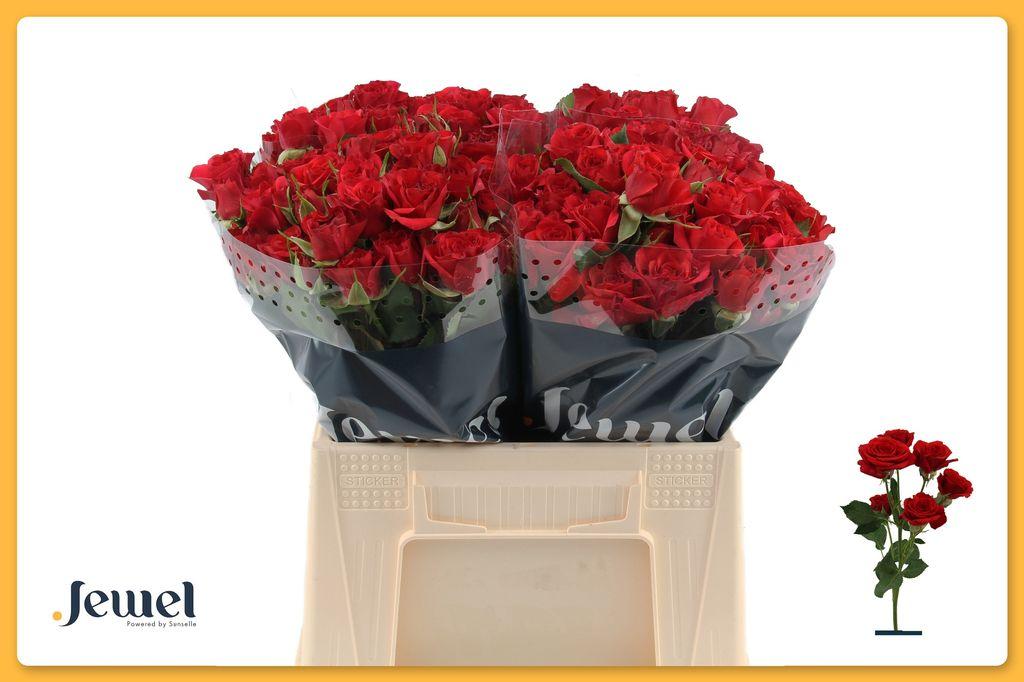 Rosa tros Mirabel