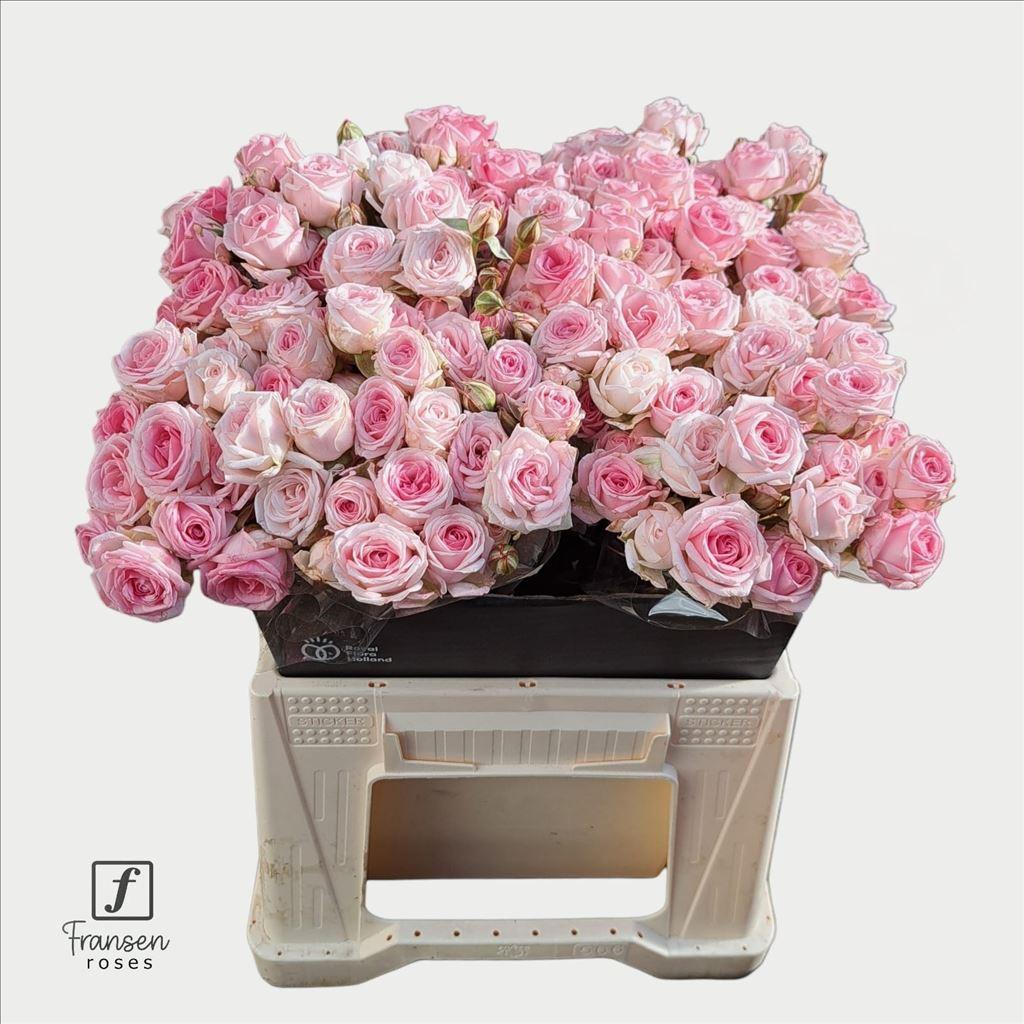 Rosa tros Kate-Lynn