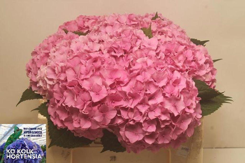 Hydrangea overig