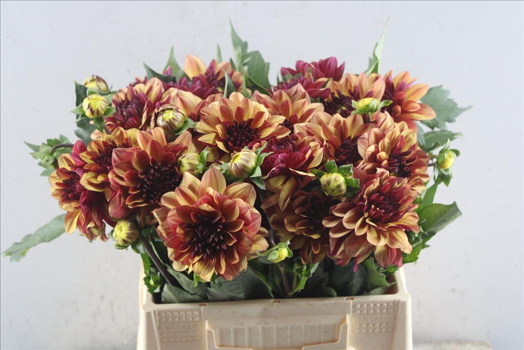 Dahlia (Decorative Grp) 'Creme de Cognac'