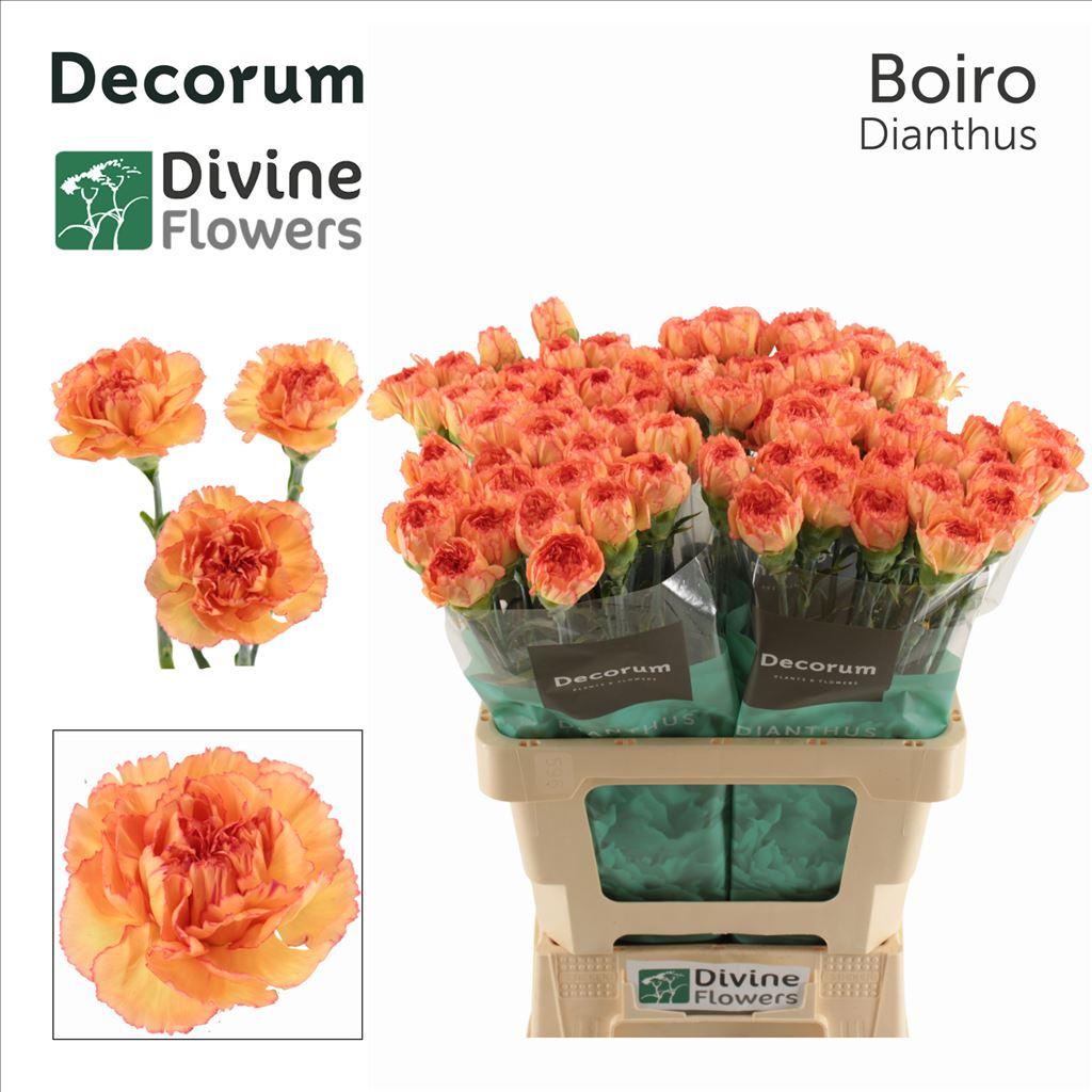 Dianthus standard Boiro