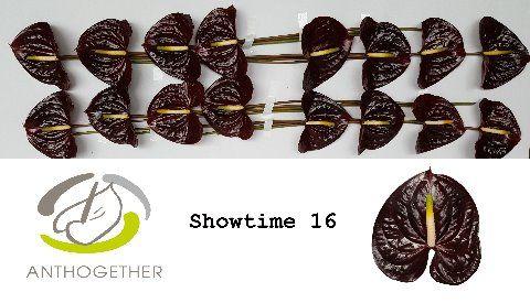 Anthurium (Andreanum Grp) Showtime