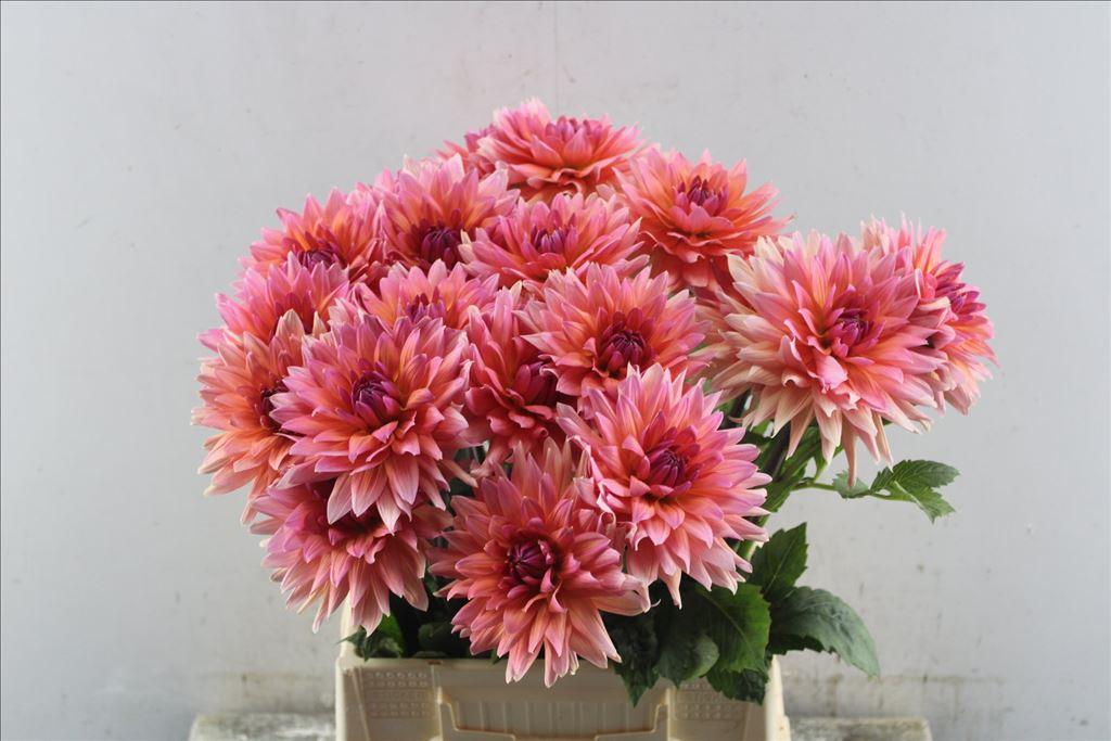 Dahlia overig
