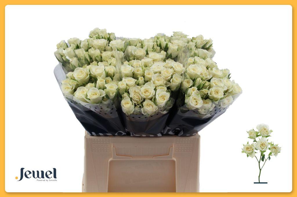 Rosa tros Snowflake