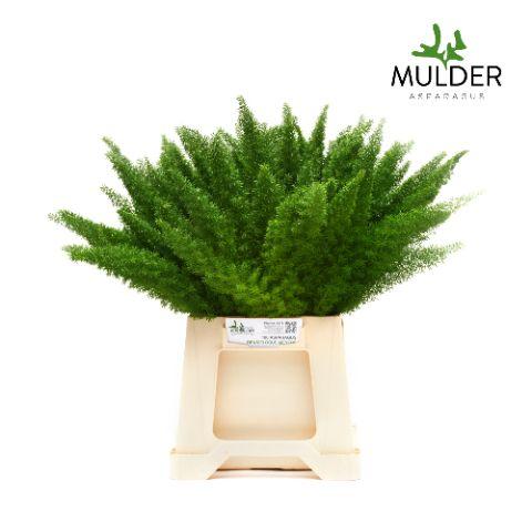 Asparagus densiflorus 'Myers'