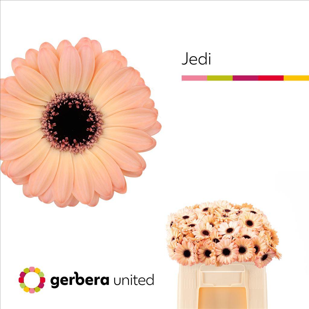 Gerbera mini Jedi