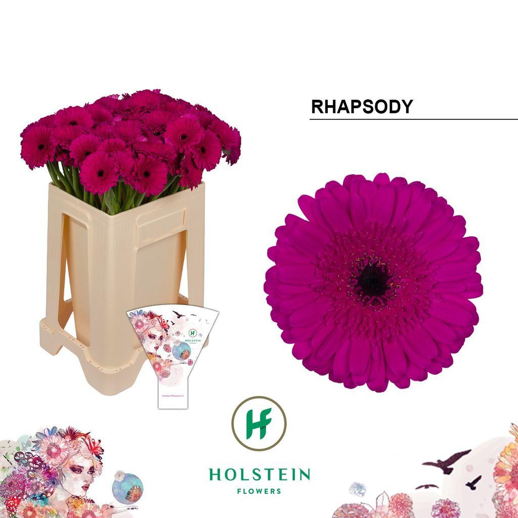 Gerbera mini Rhapsody
