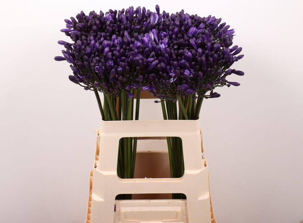 Snijbloemen overig