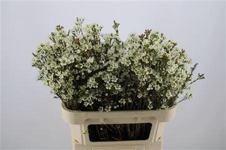 Chamelaucium megalopetalum 'Sirius'
