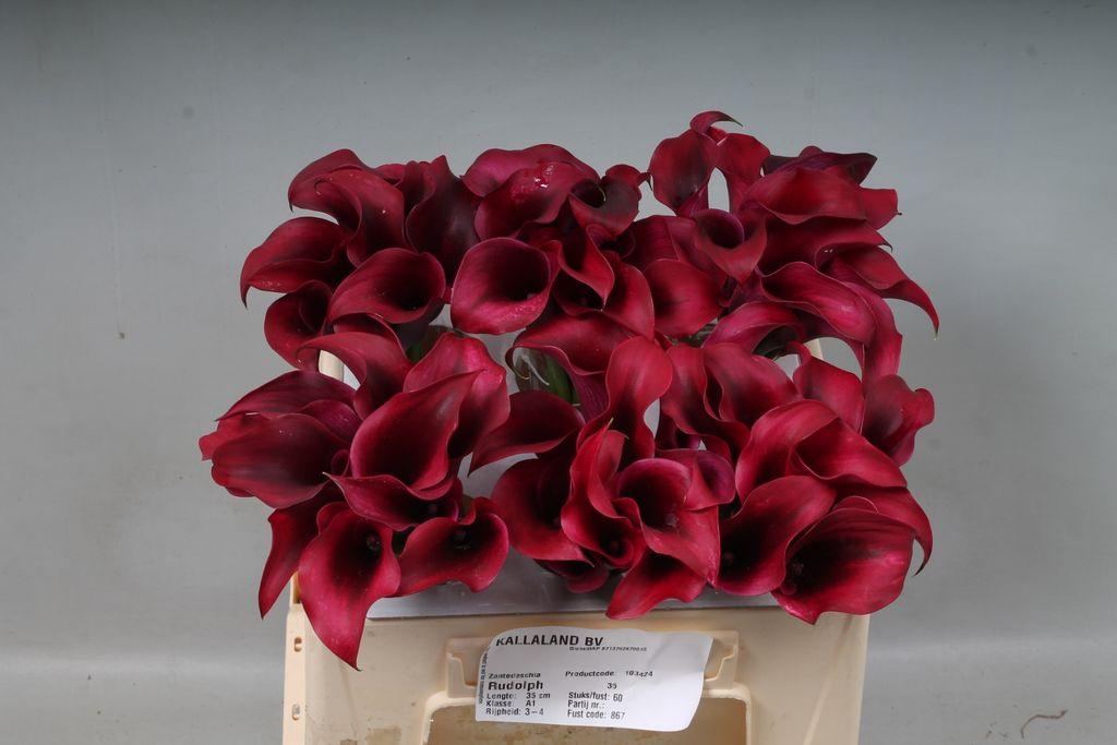 Zantedeschia 'Rudolph'