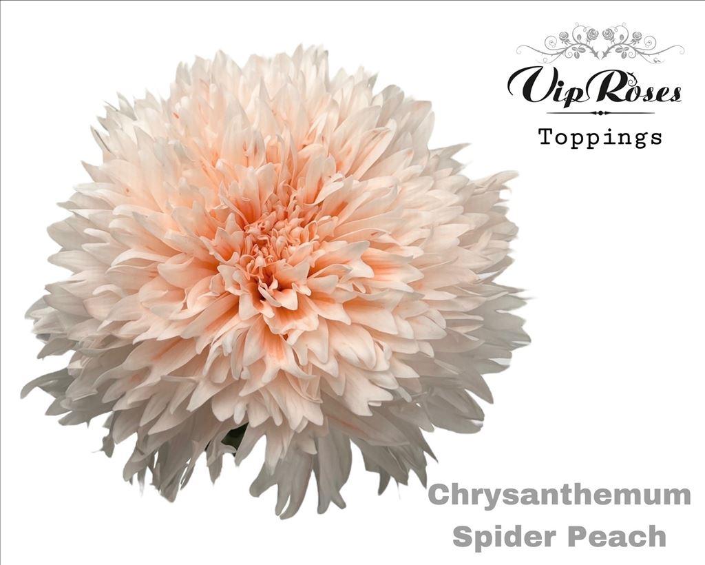 Chrysanthemum (Indicum Grp) geplozen kleurbehandeld H%