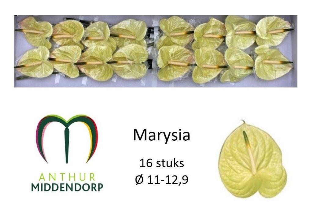 Anthurium (Andreanum Grp) Marysia