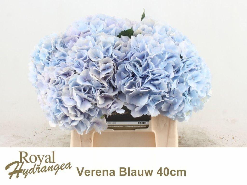Hydrangea macrophylla 'Verena' (blauw)