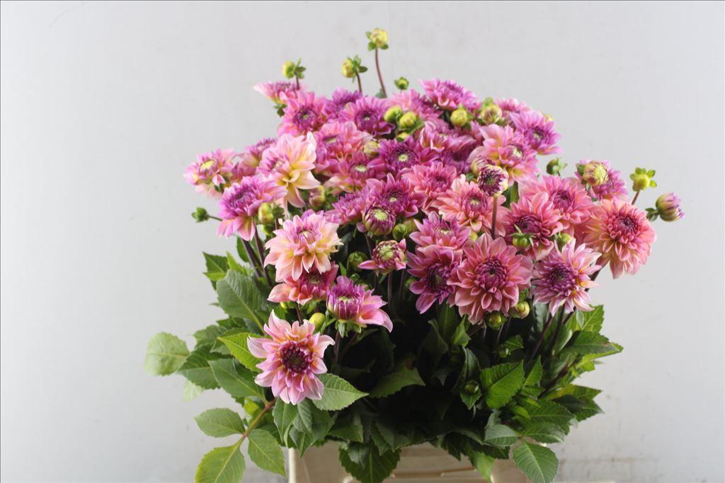 Dahlia (Decorative Grp) 'Esli'