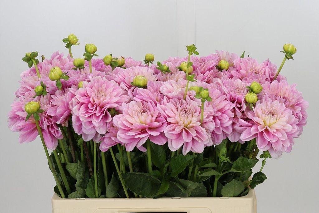 Snijbloemen overig