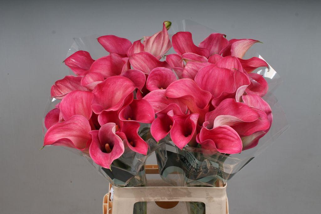 Zantedeschia 'Captain Romance'