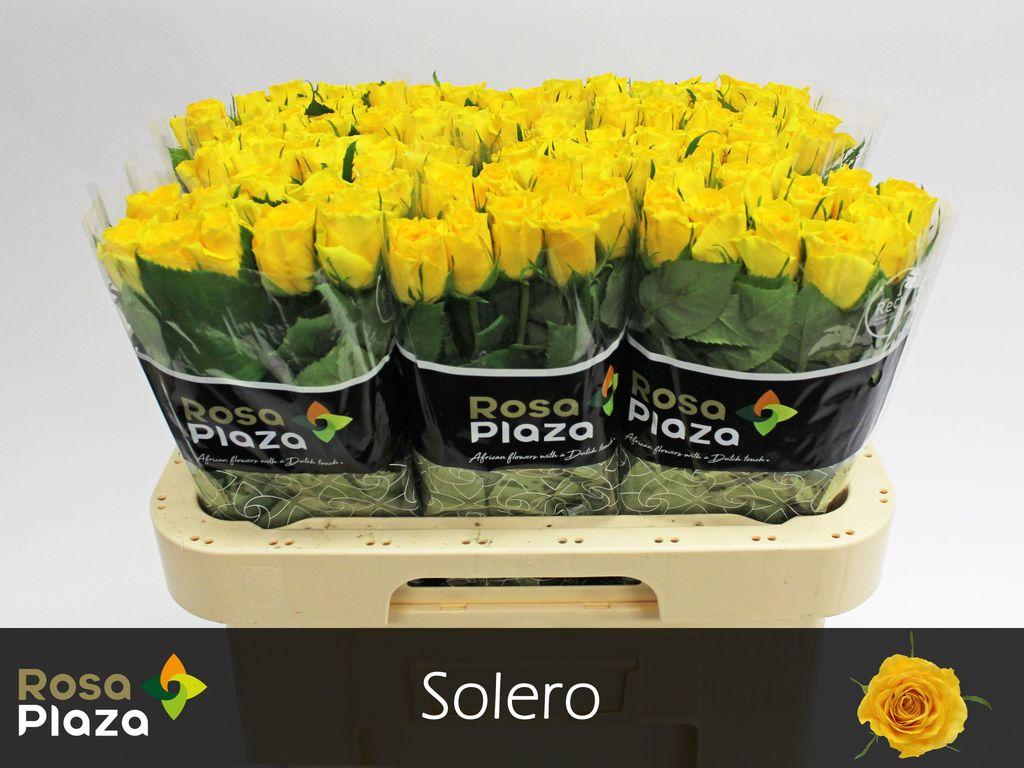 Rosa grootbloemig Solero